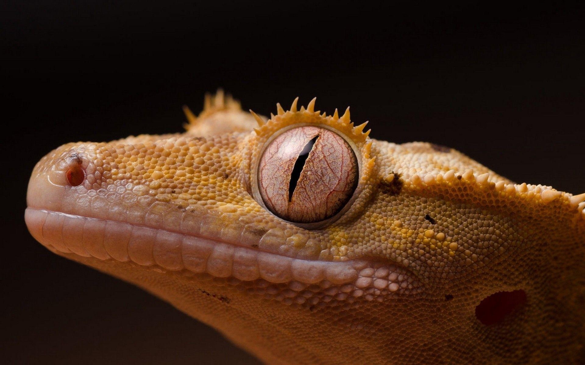 1920x1200 Free Gecko Wallpaper VL38M, Desktop