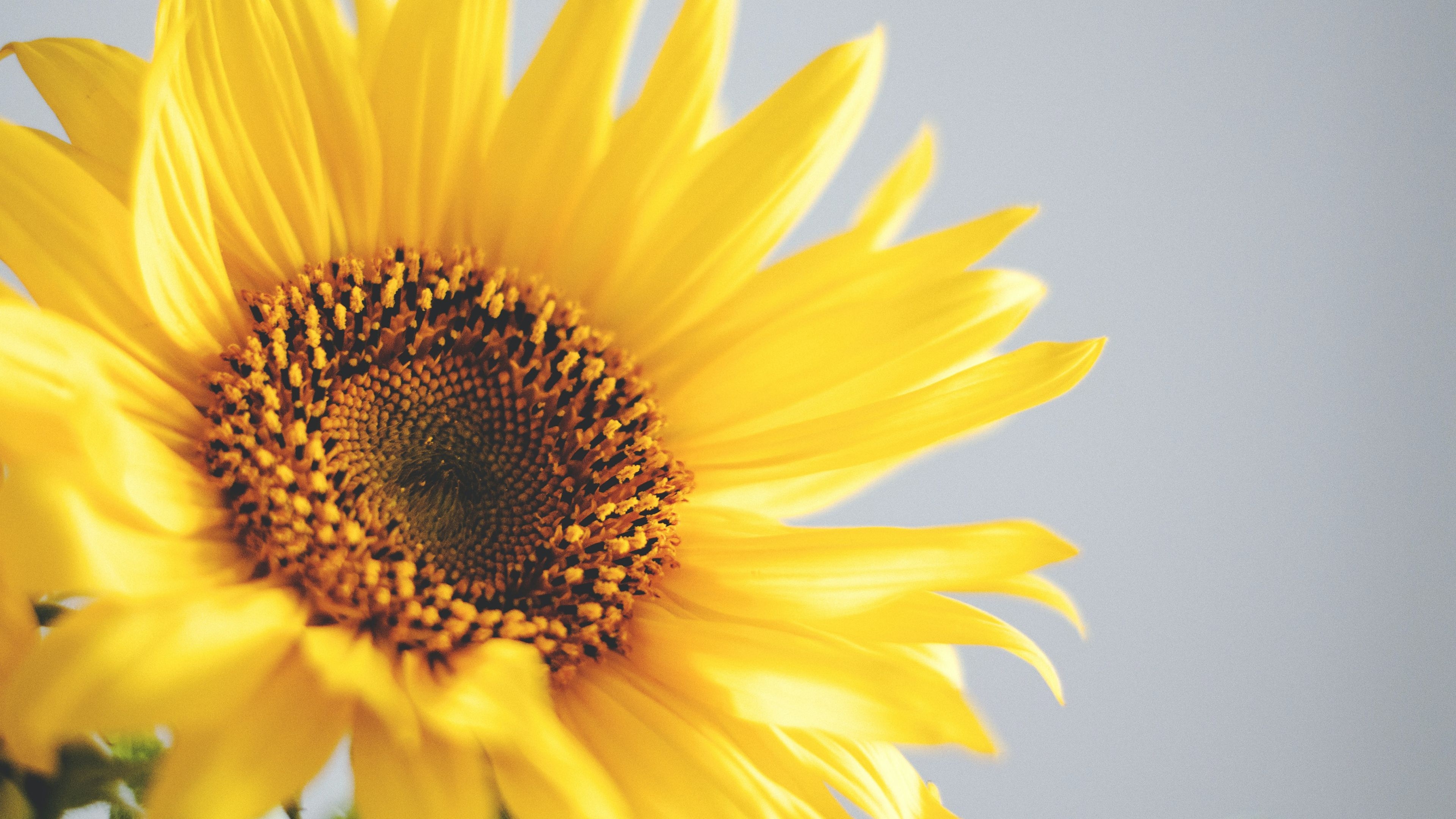 3840x2160 Closeup Photo of Sunflower With Gray Background 4K HD Flowers Wallpaper, Desktop