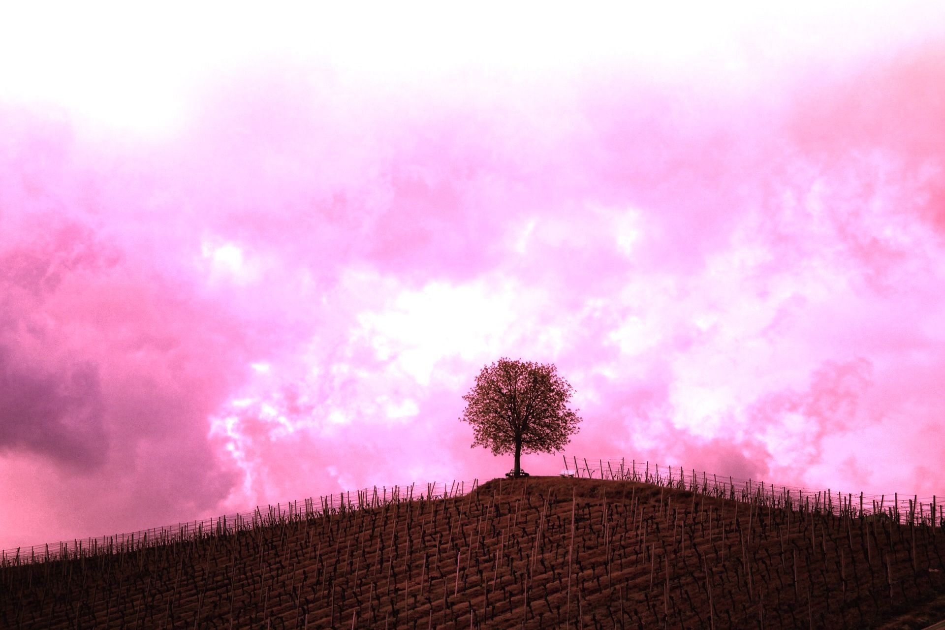 1920x1280 Pink Color filter Wallpaperx1280, Desktop
