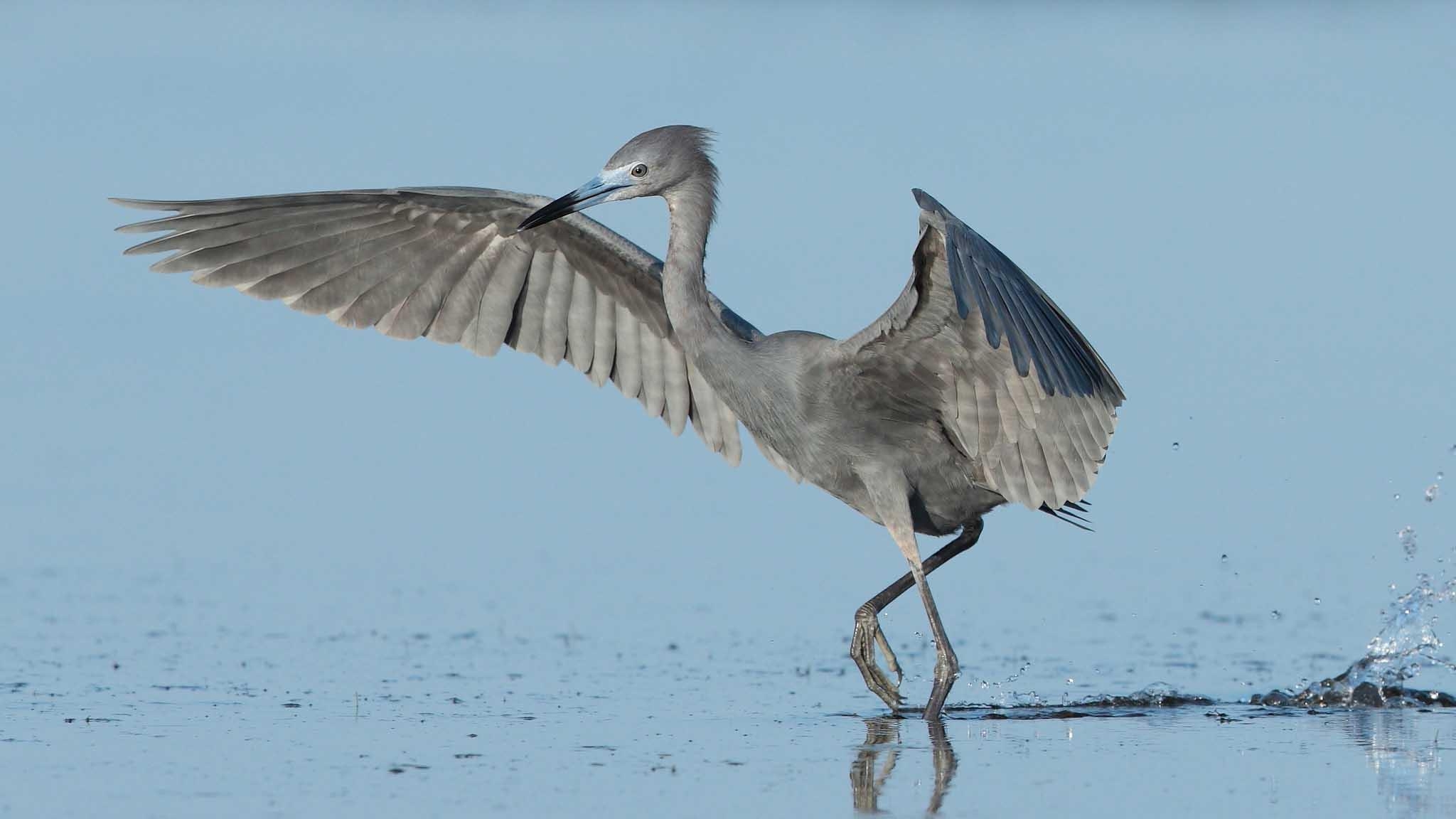 2050x1160 Blue Heron HD Wallpaper, Desktop
