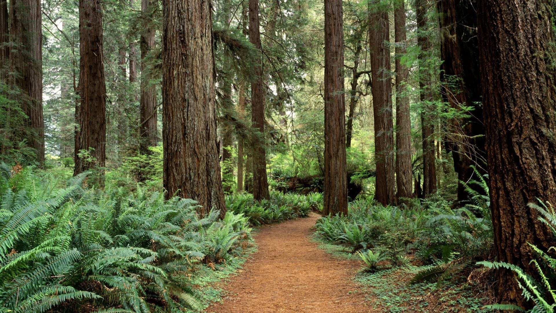 1920x1080 Great Sequoia National Park. Prairie Creek Redwoods State Park, Desktop
