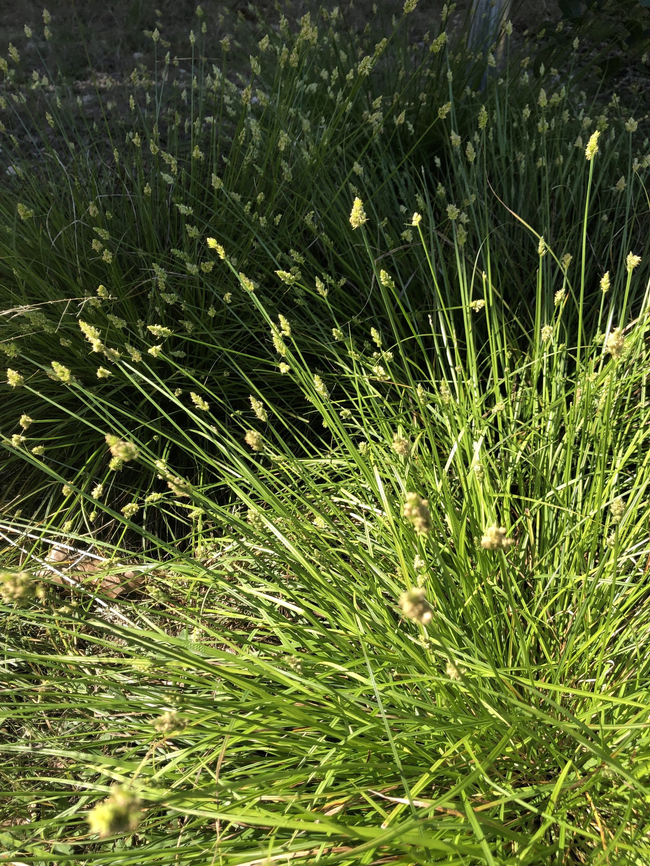 2500x3340 Sedges, Phone