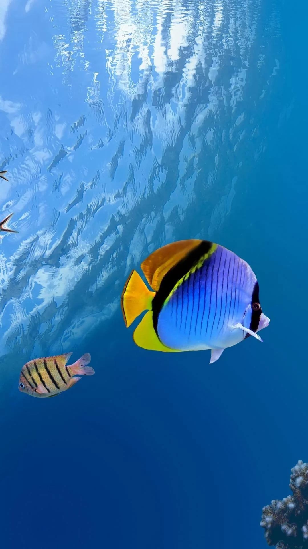 1080x1920 Free Tropical Fish iPhone Wallpaper, Phone