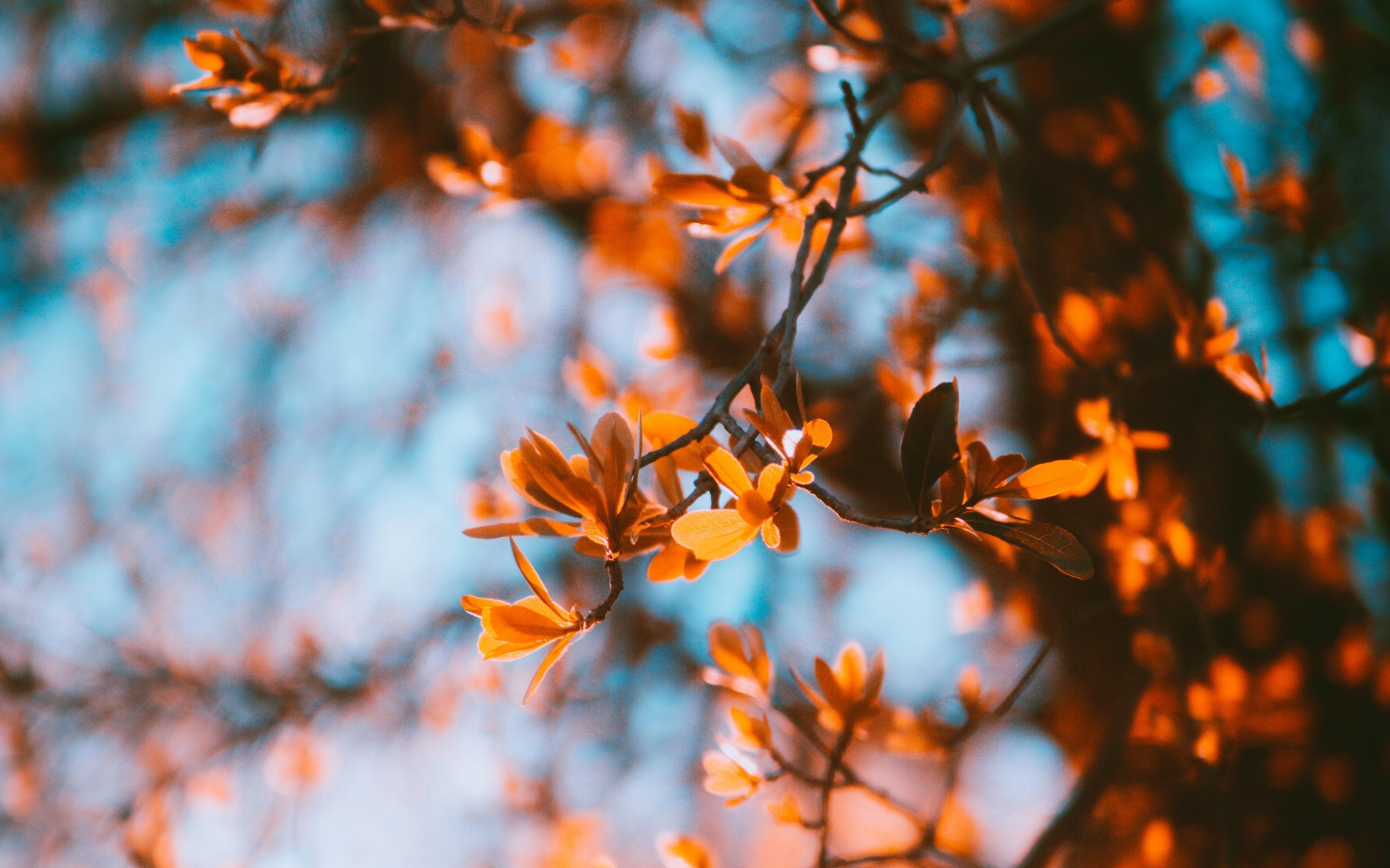 3840x2400 Download wallpaper  branches, blur, autumn, leaves, Desktop