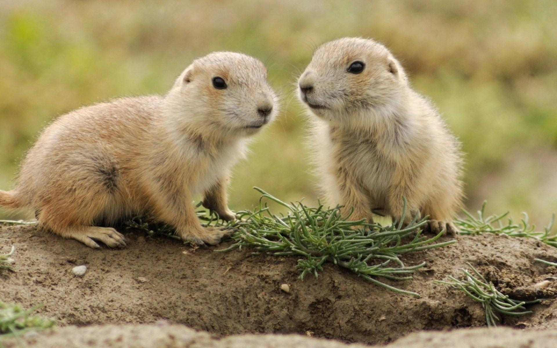 1920x1200 Gopher HD Wallpaper, Desktop